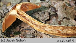 Cortinarius conicus