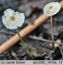 Phloeomana speirea (grzybówka cienkotrzonowa)