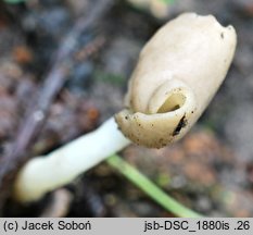 Helvella levis