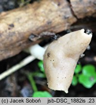 Helvella levis