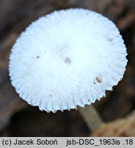 Pluteus exiguus (drobnołuszczak niepozorny)