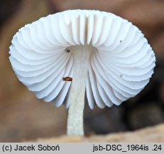 Pluteus exiguus (drobnołuszczak niepozorny)