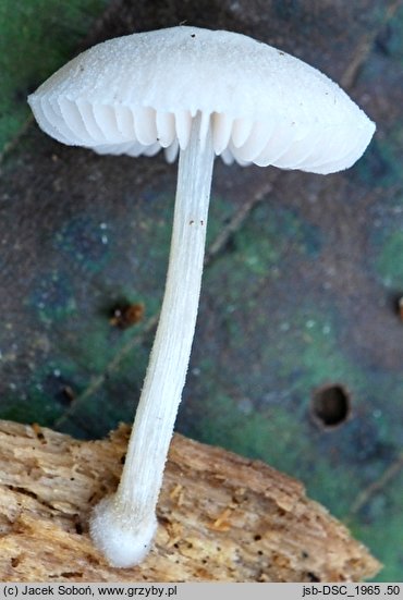 Pluteus exiguus (drobnołuszczak niepozorny)