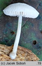 Pluteus exiguus (drobnołuszczak niepozorny)