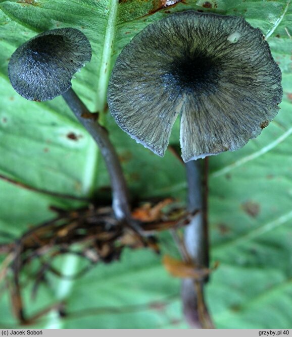 Entoloma chytrophilum