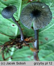 Entoloma chytrophilum