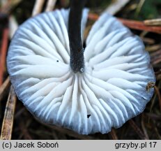 Entoloma chytrophilum