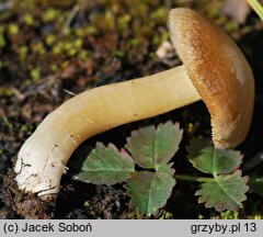 Inocybe pruinosa