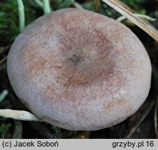 Lactarius glyciosmus (mleczaj kokosowy)