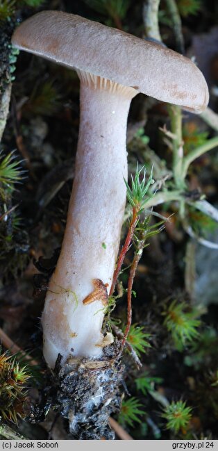 Lactarius glyciosmus (mleczaj kokosowy)