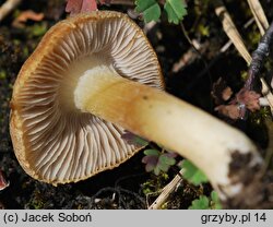 Inocybe pruinosa