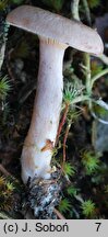 Lactarius glyciosmus (mleczaj kokosowy)