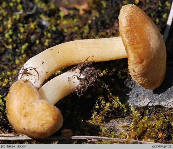 Inocybe pruinosa