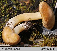 Inocybe pruinosa