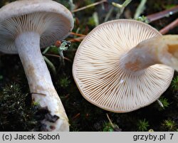 Lactarius glyciosmus (mleczaj kokosowy)