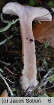 Lactarius glyciosmus (mleczaj kokosowy)