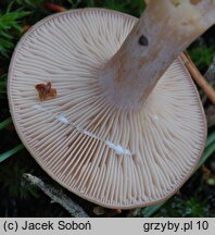 Lactarius glyciosmus (mleczaj kokosowy)