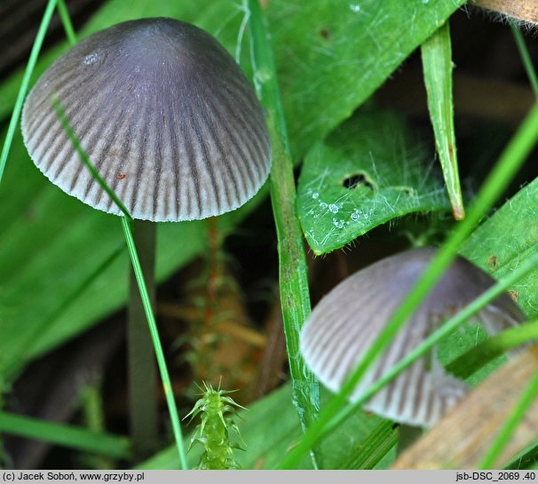 Mycena aetites (grzybówka trawiasta)