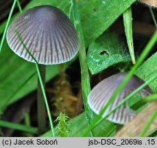 Mycena aetites (grzybówka trawiasta)