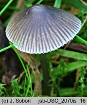 Mycena aetites (grzybówka trawiasta)