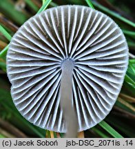 Mycena aetites (grzybówka trawiasta)