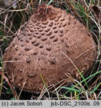 Macrolepiota permixta