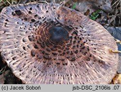 Macrolepiota permixta