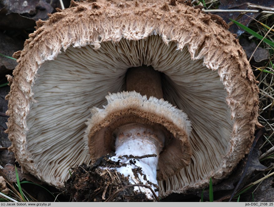 Macrolepiota permixta