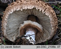 Macrolepiota permixta