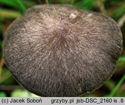 Entoloma porphyrophaeum (dzwonkówka porfirowobrązowa)