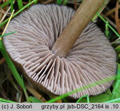 Entoloma porphyrophaeum (dzwonkówka porfirowobrązowa)