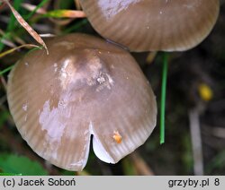 Gliophorus irrigatus (wilgotniczka szara)