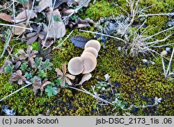 Clitocybe diatreta (lejkówka rdzawa)