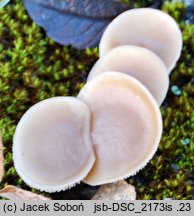 Clitocybe diatreta (lejkówka rdzawa)