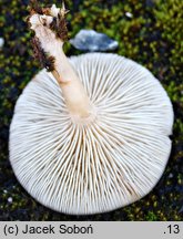 Clitocybe diatreta (lejkówka rdzawa)