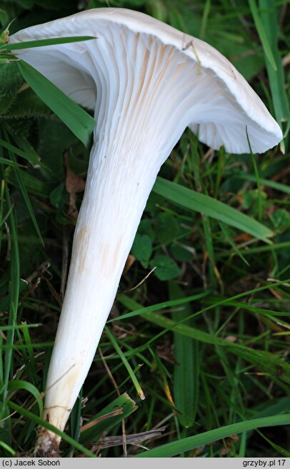 Cuphophyllus pratensis var. pallidus