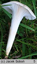 Cuphophyllus pratensis var. pallidus