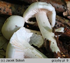 Hygrophorus eburneus (wodnicha biała)