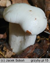 Hygrophorus eburneus (wodnicha biała)