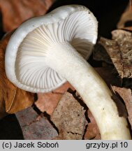 Hygrophorus eburneus (wodnicha biała)