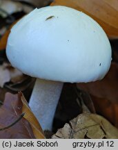 Hygrophorus eburneus (wodnicha biała)