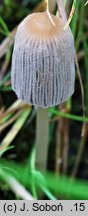 Parasola lilatincta (czernidłak liliowawy)