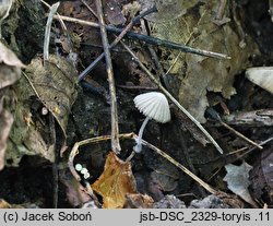 Coprinopsis cortinata (czernidłak zasnówkowaty)