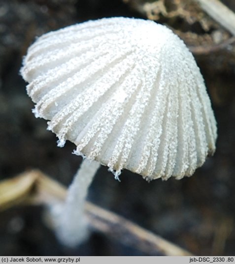 Coprinopsis cortinata (czernidłak zasnówkowaty)