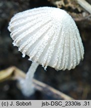 Coprinopsis cortinata (czernidłak zasnówkowaty)