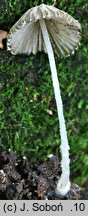 Coprinopsis cortinata (czernidÅ‚ak zasnÃ³wkowaty)