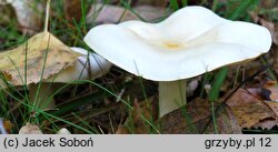 Tricholoma stiparophyllum (gąska jasna)