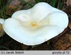 Tricholoma stiparophyllum (gąska jasna)