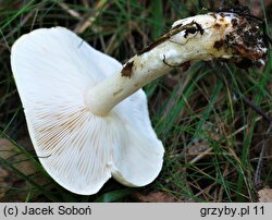 Tricholoma stiparophyllum (gąska jasna)