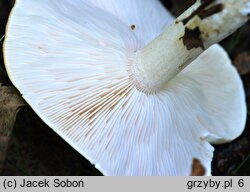 Tricholoma stiparophyllum (gąska jasna)